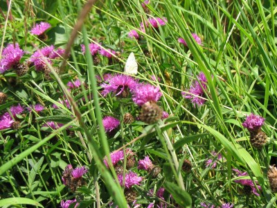 Early Autumn Flowers